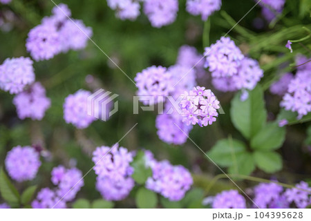 バーベナの花 夏 イメージ 104395628