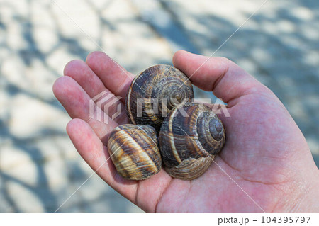 large grape snails in Tsitsernakaberd park, Armenia large grape snails in Tsitsernakaberd park, Armenia 104395797