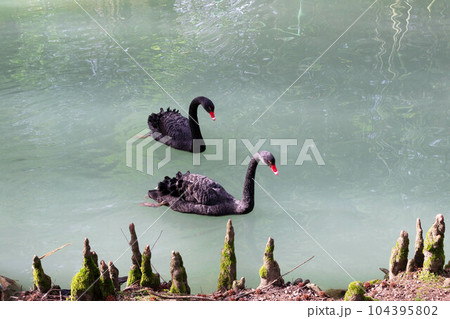 Beautiful pair of black swans is swimming in the pond in the park Beautiful pair of black swans is swimming in the pond in the park 104395802