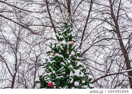 Beautiful Christmas tree during the day on the street Beautiful Christmas tree during the day on the street 104395804