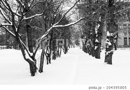 Frosty Trails, A Snow-Covered Pathwa, The path is covered in snow Frosty Trails, A Snow-Covered Pathwa, The path is covered in snow 104395805