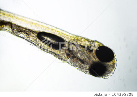 newly hatched freshwater fish under a light microscope 104395809