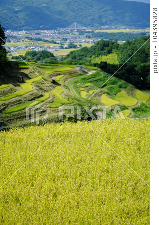 稲倉の棚田　実りの季節 104395828