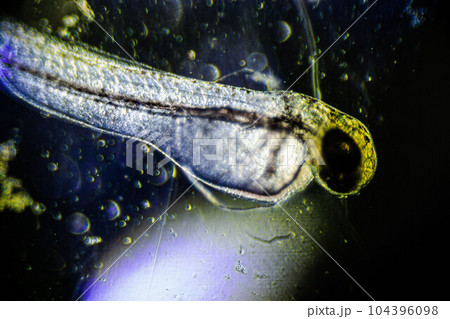 newly hatched freshwater fish under a light microscope 104396098