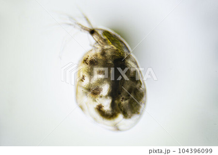 Pregnant crustacean Zooplankton Water Flea Daphnia, under microscope 104396099