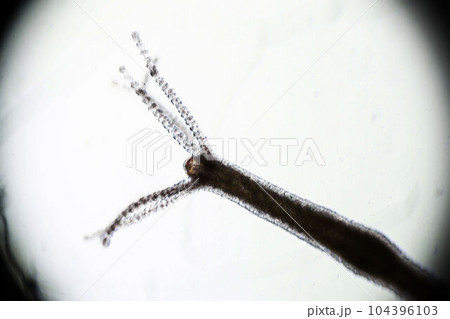 Hydra vulgaris under a light microscope, freshwater hydra taken from the pond 104396103