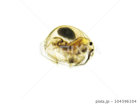 Ostracod is a small crustacean found in a freshwater pond. Zooplankton, micro crustacean under the light microscope. Magnification of 100 times, microscope objective 10 104396104