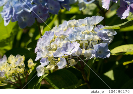 紫陽花 アジサイ あじさい 104396176