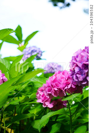 空に伸びるピンクの紫陽花 空に伸びるピンクの紫陽花 104396582