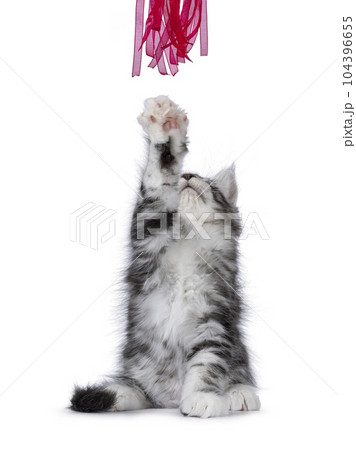 Maine Coon cat kitten on white background Maine Coon cat kitten on white background 104396655