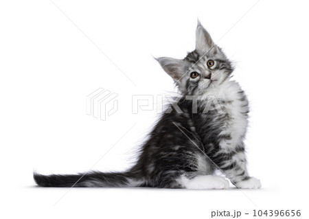 Maine Coon cat kitten on white background Maine Coon cat kitten on white background 104396656