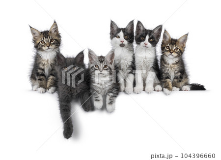 Maine Coon cat kittens on white background Maine Coon cat kittens on white background 104396660
