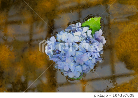 水に浮かべた青紫のアジサイ 3 水に浮かべた青紫のアジサイ 3 104397009