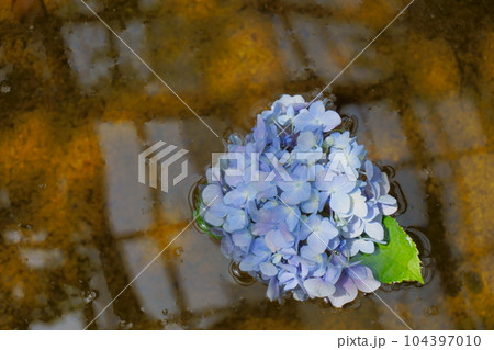 水に浮かべた青紫のアジサイ 2 104397010