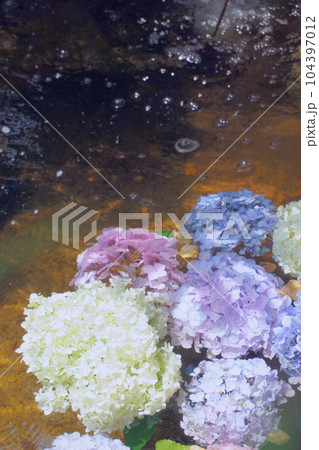水に浮かべた色とりどりの紫陽花2 水に浮かべた色とりどりの紫陽花2 104397012