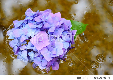 水に浮かべた青紫のアジサイ 1 104397014