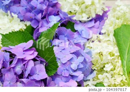 青紫と白のアジサイ 1 青紫と白のアジサイ 1 104397017