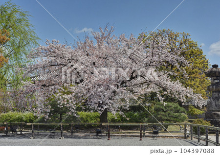 東寺の桜 104397088