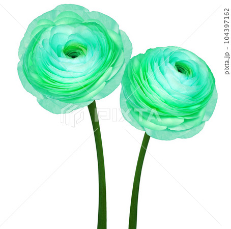 Turquoiserose.  Flowers on a green stem.  Studio shot.  Nature. 104397162