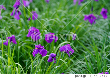 艶やかな花菖蒲 104397345