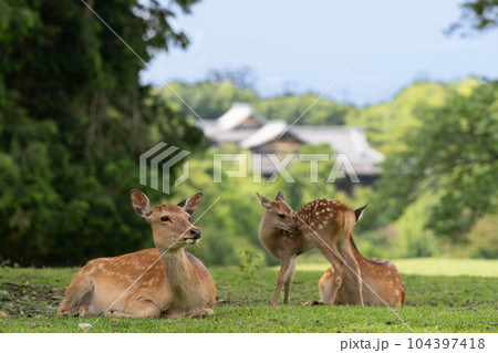 鹿の親子と古都の風景 鹿の親子と古都の風景 104397418