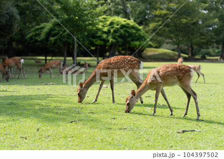 奈良公園の鹿のイメージ 104397502