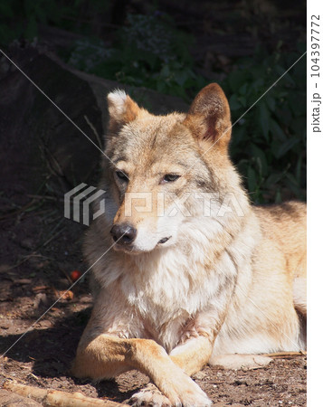 Wolf basking in the sun on the edge of the forest, portrait, close-up. 104397772