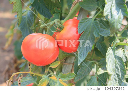 赤いトマト　新鮮でおいしいトマト　夏野菜 104397842
