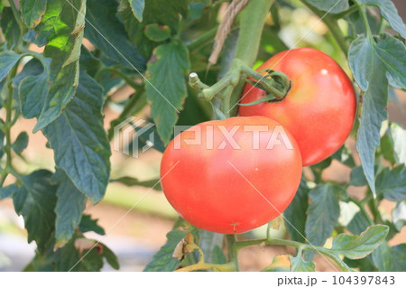 赤いトマト　新鮮でおいしいトマト　夏野菜 104397843