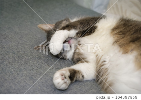 the cat sleeps peacefully covering his muzzle with his paw, enjoying the cat's sleep 104397859