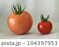 新鮮採りたてミニトマト 104397953