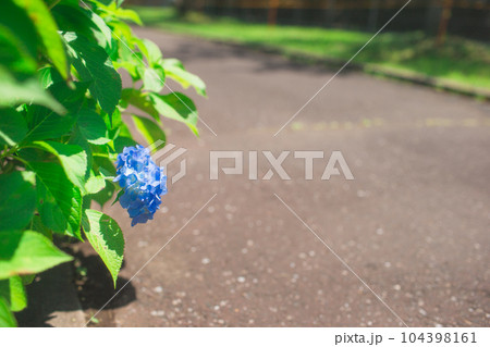 道路際に咲く青い紫陽花 道路際に咲く青い紫陽花 104398161