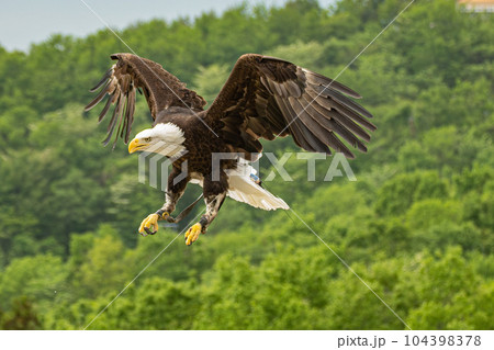 降り立つハクトウワシ 降り立つハクトウワシ 104398378