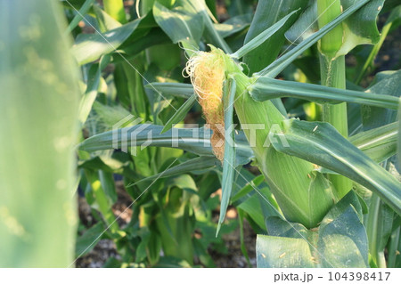 とうもろこし　トウモロコシ　トウキビ　コーン　夏野菜 104398417