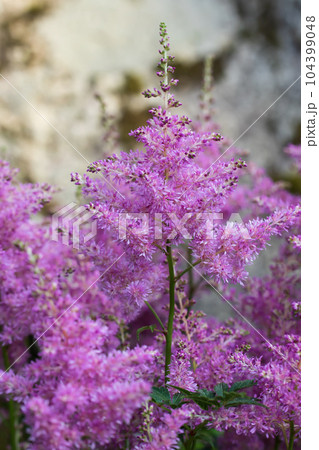 Blooming pink astilbes in a flower bed in the garden, close-up 104399048