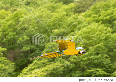 鮮やかな色のコンゴウインコ 鮮やかな色のコンゴウインコ 104399278