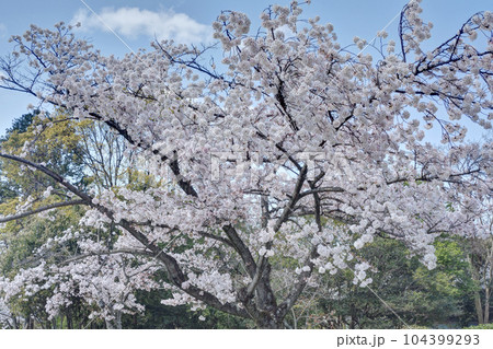 豊国廟の桜 104399293