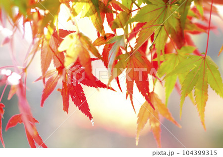 秋の風物詩　紅葉 104399315