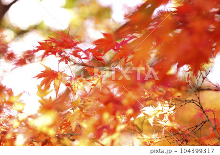 秋の風物詩　紅葉 104399317