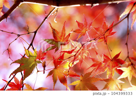 秋の風物詩　紅葉 104399333