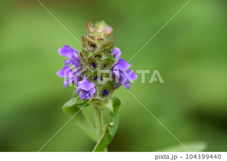 【長野県 信濃町】ウツボグサ 【長野県 信濃町】ウツボグサ 104399440