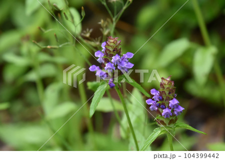 【長野県 信濃町】ウツボグサ 【長野県 信濃町】ウツボグサ 104399442