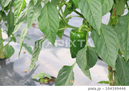 大きく実ったピーマン　夏野菜　露地栽培　旬の野菜 104399446