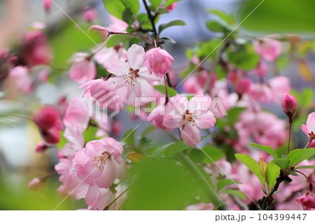 優しい色のカイドウ 104399447