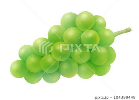 おいしい白ブドウの水彩イラスト　甘くてフレッシュな季節のフルーツ 104399449