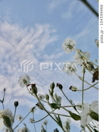 空に伸びる白い花や蕾 104399466