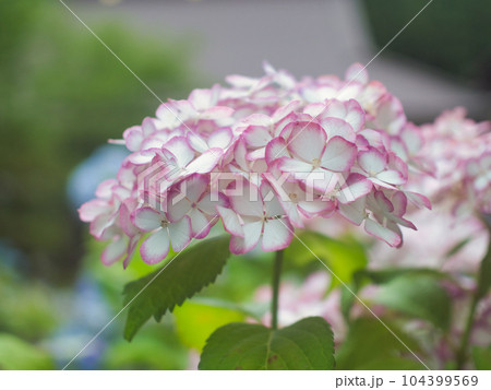 三条市　光照寺の紫陽花 104399569