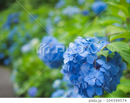 三条市 光照寺の紫陽花 三条市 光照寺の紫陽花 104399574