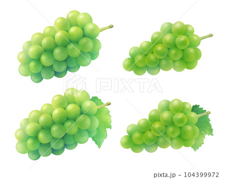 ジューシーなマスカットと白ブドウと葉の水彩イラスト　甘くてフレッシュな季節のフルーツ 104399972