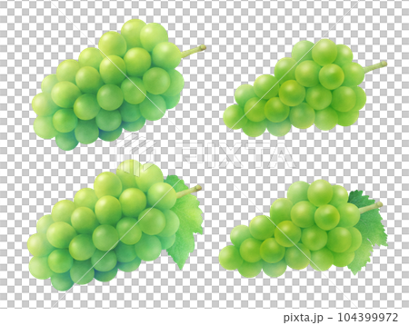 ジューシーなマスカットと白ブドウと葉の水彩イラスト　甘くてフレッシュな季節のフルーツ 104399972
